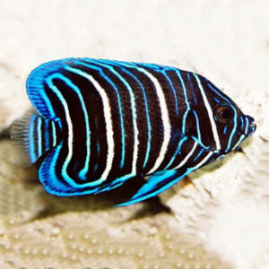 Juvenile Blueface Angelfish, Pomacanthus xanthometopon, also go by the name Yellowmask Angelfish.