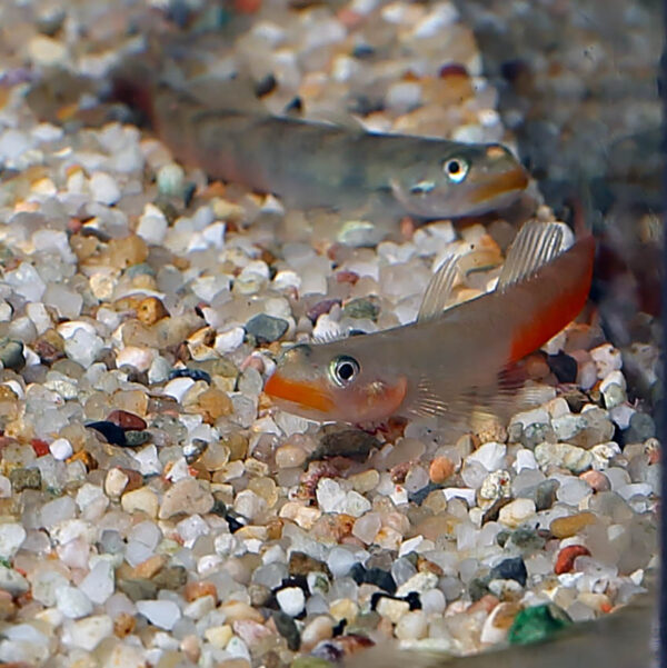 Small peaceful tropical goby with bright red lips