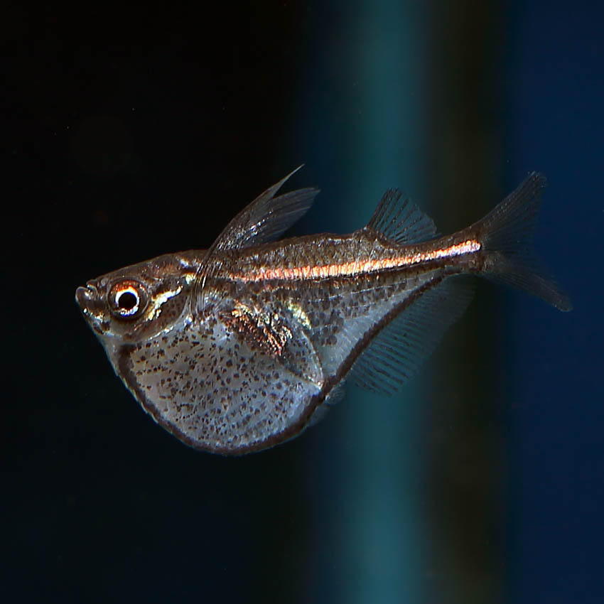 Black Winged Hatchetfish Fast, Professional Service