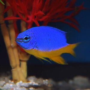 The Azure Damsel, Chrysiptera hemicyanea, is a dazzling reef fish known for its vibrant blue colouration.