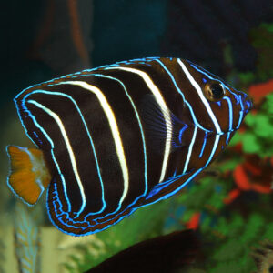 Sub Adult African Angelfish, Pomacanthus chrysurus, also go by the name Ear-spot Angel or Goldtail Angel. Like many fish in this genus, adults and juveniles look different.