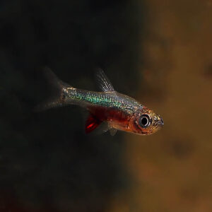 an image of a single Blue Axelrodi Rasbora , a truly remarkable little fish