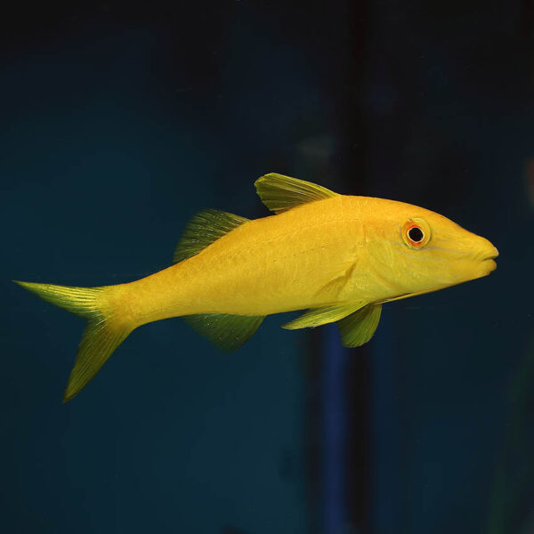 The Yellow Goatfish, Parupeneus cyclostomus, in the aquarium