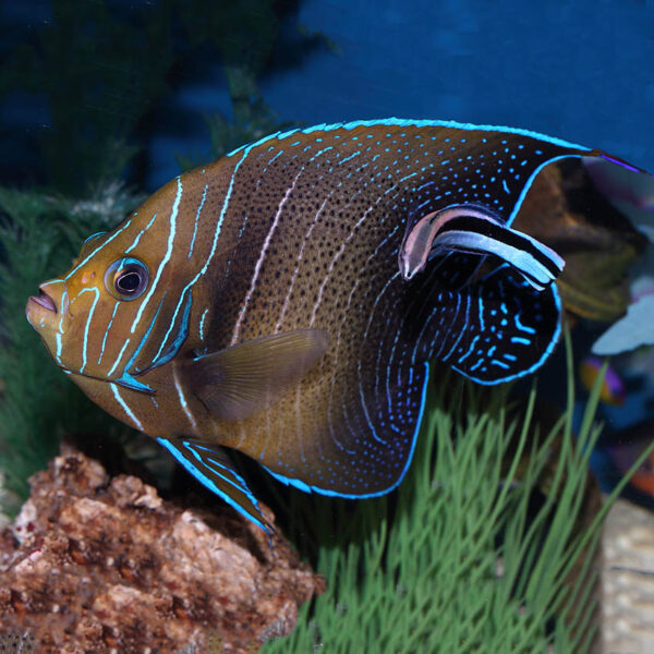 Sub Adult Koran Angelfish, Pomacanthus semicirculatus, also go by the name Semicircle Angelfish.