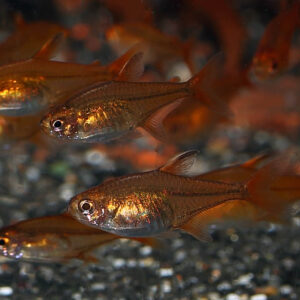 a shoal of Ember tetras in an aquarium