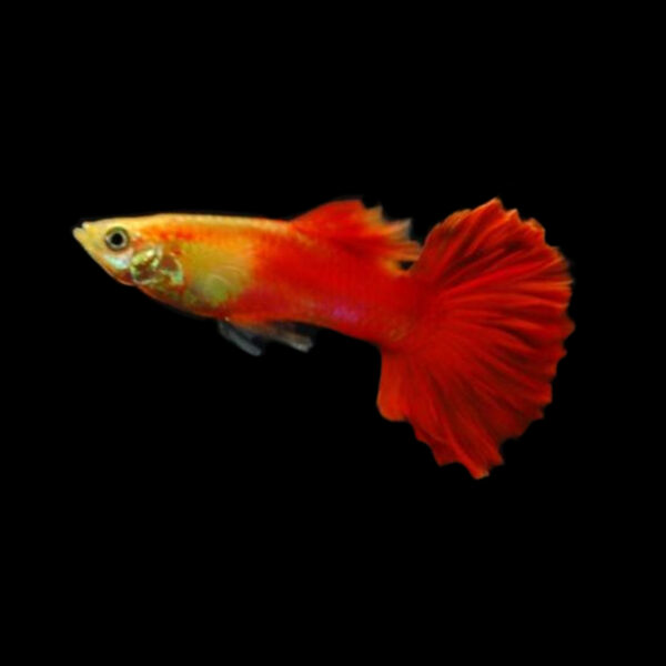 photo of a single Red Flamingo Guppy Male against a black background
