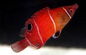 White Banded Possum Wrasse, Wetmorella albofasciata, also go by the name Whitebanded Sharpnose Wrasse.