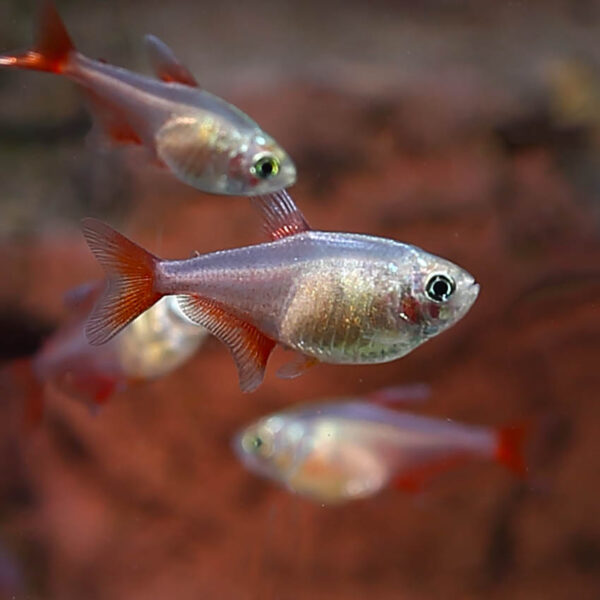 Flame tetras are a popular and attractive species that add a splash of color to any aquarium. Their bright orange-red coloration, outlined by a black band, makes them a striking addition to planted tanks or community aquariums. They are also relatively easy to care for, making them a great choice for both beginner and experienced hobbyists. Their peaceful nature and social behavior make them an ideal choice for community aquariums. Overall,