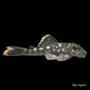 Live fish deals order online