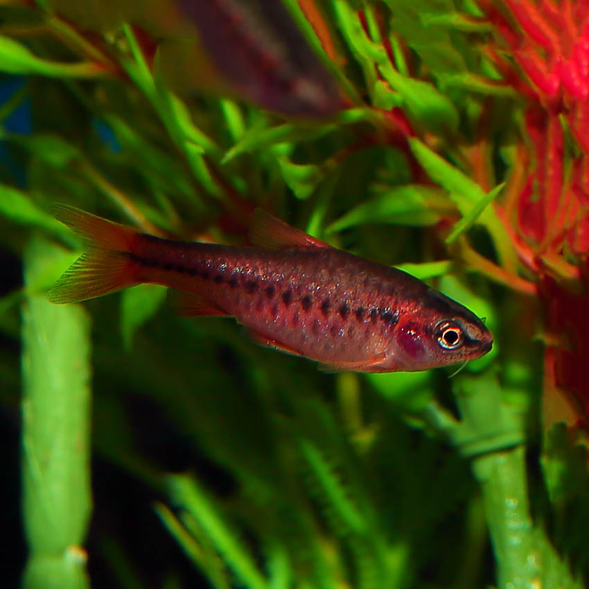 Cherry barb freshwater best sale fish