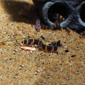 A lone Banded Kuhli Loach on a sandty substrate