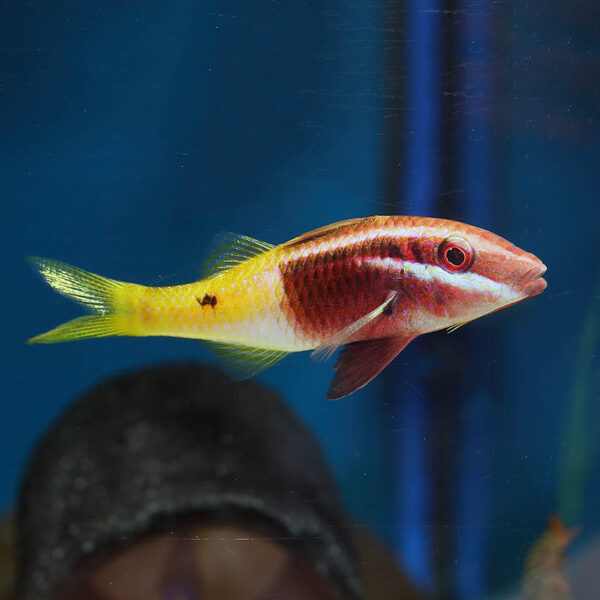 Bicolour Goatfish, Parupeneus barberinoides, in the aquarium