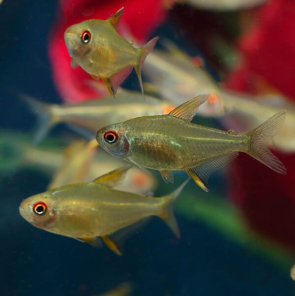 The Lemon Tetra, Hyphessobrycon pulchripinnis, is a stunningly beautiful fish that will add a vibrant burst of color to any aquarium. These fish are native to South America and are known for their bright yellow bodies, which are offset by a black stripe that runs along their dorsal fin. The coloration of these fish is truly striking and is sure to catch the eye of anyone who sees them.