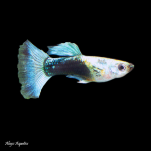 Blue neon guppy male