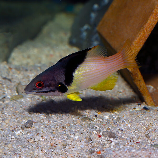 The Coral Hog, Bodianus mesothorax, in the aquarium