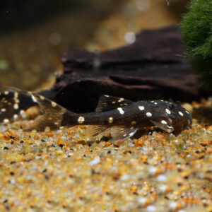 Galaxy Pleco L029 showcasing stunning starry white spots on a dark body, thriving in freshwater rivers amidst rocky substrates, driftwood, and lush vegetation. Requires diligent care, stable water parameters, herbivorous diet, and peaceful tank mates. Challenging to breed, with an average lifespan of 10-15 years. Native to the Amazon River basin, South America.