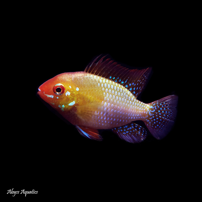 Gold ram cichlid clearance care