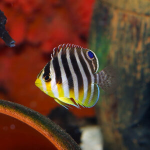Tank Bred Multibar Angelfish, Paracentropyge multifasciata, also go by the name Barred Angelfish.