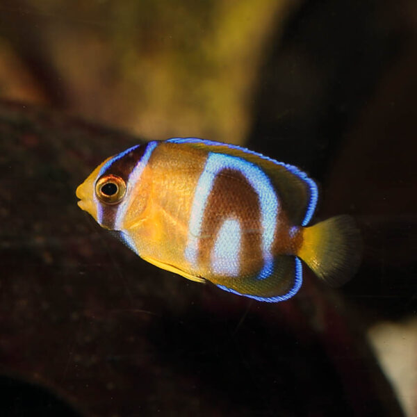 Tank Bred Passer Angelfish, Holacanthus passer, also go by the name King Angelfish.