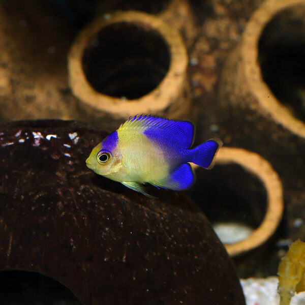 Tank Bred Venustus Angelfish, Paracentropyge venusta, also go by the name Purplemask Angelfish.