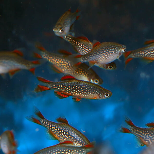 A shoal of Celestial Pearl Danio's