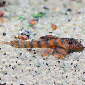 a single very colourful Alenquer Tiger L397 Pleco with a light coloured gravel background