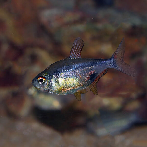 Hemigrammus pulcher, commonly known as the pretty tetra, is a species of freshwater fish that can add vibrant colour to any aquarium. This beautiful fish is native to South America and is widely kept as a popular aquarium fish worldwide.