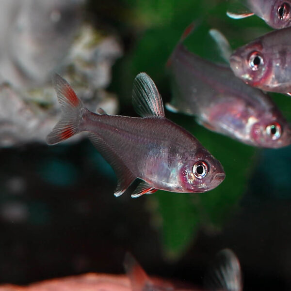 The Ornate White FinTetra, also known as the White Fin Ornate Tetra, is a striking and beautiful freshwater fish that can add a touch of elegance to any aquarium.