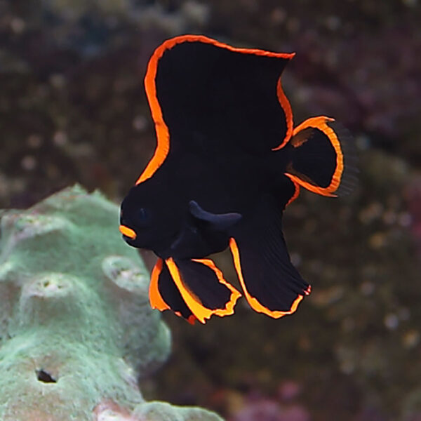 Tank Bred Redface Batfish (Platax pinnatus) in the aquarium