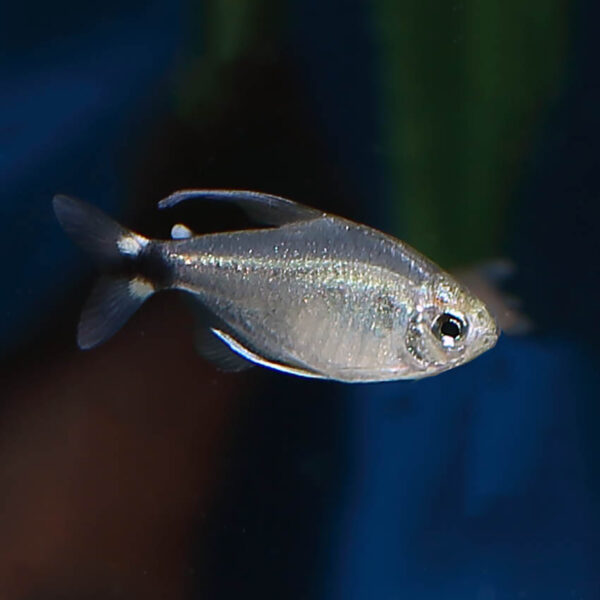 The Kitty Tetra (Hyphessobrycon heliacus) is a small freshwater fish that has become a popular choice for hobbyists due to its stunning appearance and peaceful nature.