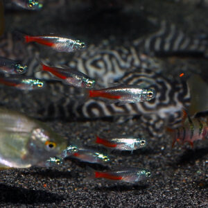 The Brilliant Neon Tetra is a popular freshwater aquarium fish known for its bright colors and peaceful nature. They are native to the Amazon Basin in South America, where they are found in blackwater streams and tributaries. In the wild, they live in large schools and feed on small aquatic invertebrates.