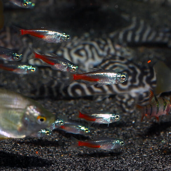 The Brilliant Neon Tetra is a popular freshwater aquarium fish known for its bright colors and peaceful nature. They are native to the Amazon Basin in South America, where they are found in blackwater streams and tributaries. In the wild, they live in large schools and feed on small aquatic invertebrates.