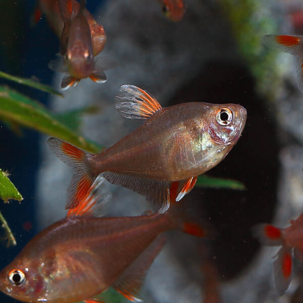 Rosy Tetras are popular and attractive freshwater fish that are easy to care for and breed. They are peaceful and social and should be kept in groups of 6 or more. They require a well-planted aquarium with good filtration and regular water changes. They have an omnivorous diet and can be fed a variety of foods