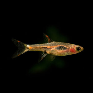 A single Phoenix Rasbora photographed against a black background