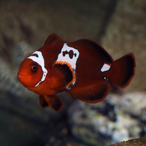 Lightning Maroon Clownfish, Premnas biaculeatus, are stunning and make great additions to a marine aquarium.