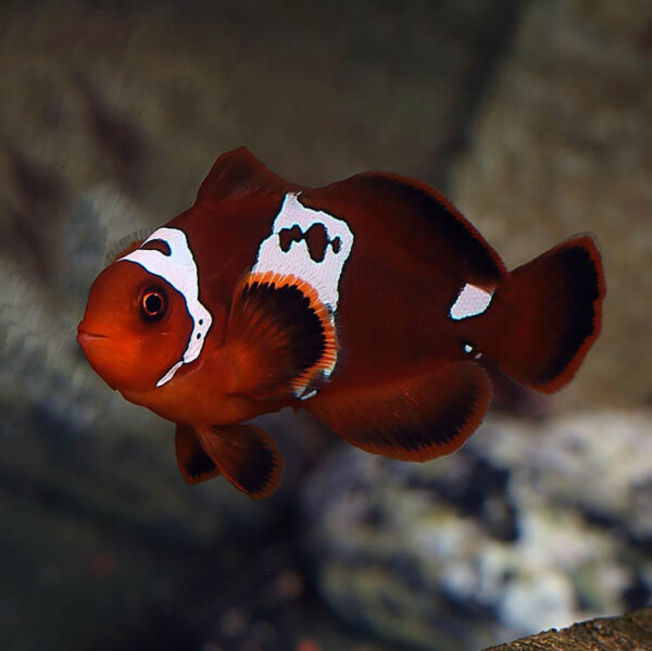 Lightning Maroon Clownfish, Premnas biaculeatus, are stunning and make great additions to a marine aquarium.