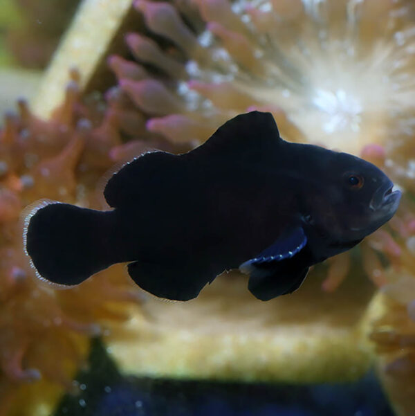 Midnight Clownfish are stunning variants of ocellaris clownfish.
