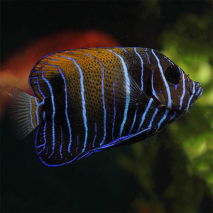 Juvenile Majestic Angelfish, Pomacanthus navarchus, also go by the name Blue Girdled Angelfish.
