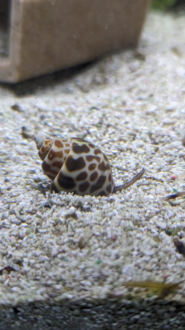 Orange Marble Snail, Babylonia formosae, are elegant marine critters, thanks to their orange patch pattern.