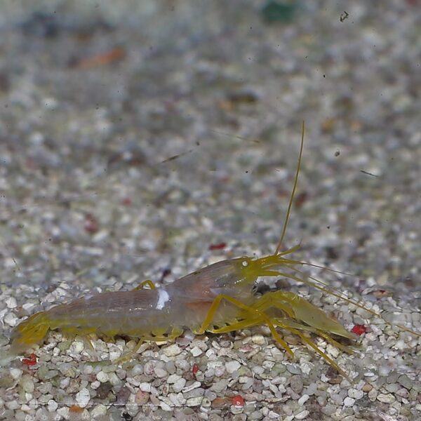 The Yellow Pistol Shrimp, or Fine Striped Snapping Shrimp, Alpheus ochrostriatus, is a fascinating marine crustacean admired for its strikingly yellow colouration.