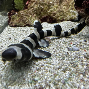 Brown Banded Bamboo Shark Juvenile