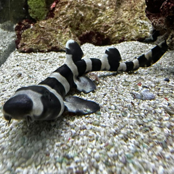 Brown Banded Bamboo Shark Juvenile