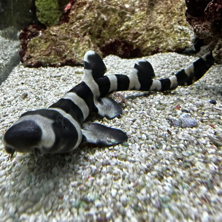 Bamboo Shark Fast Delivery Abyss Aquatics UK