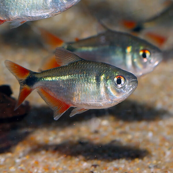 Buenos Aires Tetra is a beautiful and lively fish that is well-suited to community aquariums. Its active and social nature makes it a joy to watch, and its bright colors are sure to add vibrancy to any tank. With proper care and attention, this fish can provide years of enjoyment for aquarium enthusiasts.