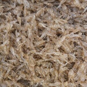 Chunky Monkey Mysis Slab 250g - No filler or fluff-just all the good stuff!