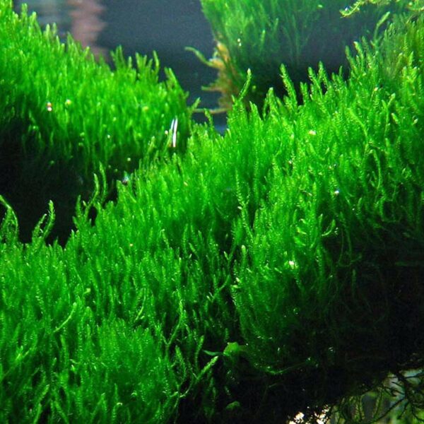 Flame Moss, is a popular aquatic plant among aquarists. It is a member of the Hypnaceae family and is native to Southeast Asia. Flame Moss gets its name from its unique fiery orange-red coloration that develops under high light conditions. Flame Moss is a hardy plant that can tolerate a wide range of water parameters. It grows slowly and has a creeping habit, forming dense mats of fine-textured fronds that resemble flames. The fronds are small, only growing to about 1-2 cm in length, and have a feathery appearance.