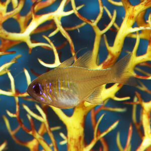 Threadfin Cardinals, Zoramia leptacantha, also go by the name ghost Cardinalfish.