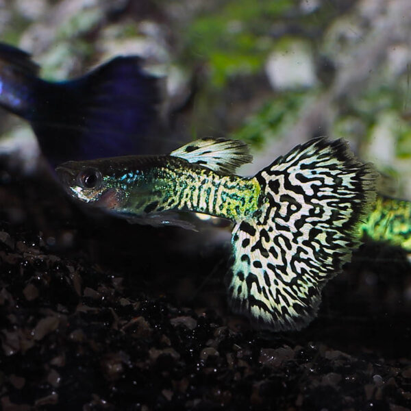 Green Snakeskin Cobra guppy male in the aquarium