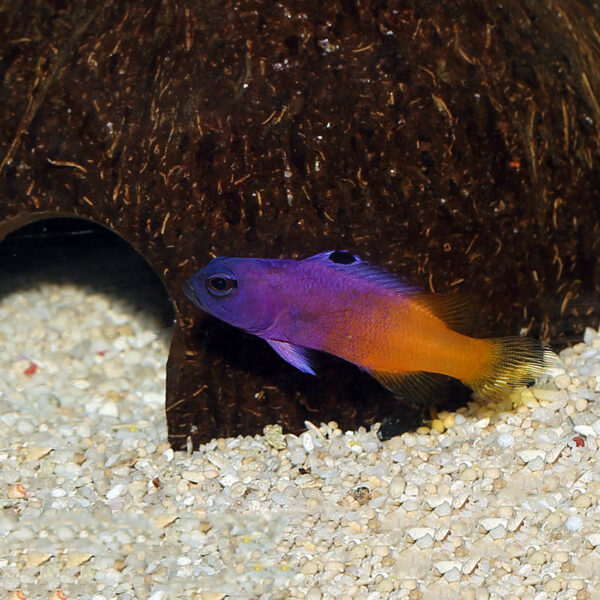 The Tank bred Royal Gramma