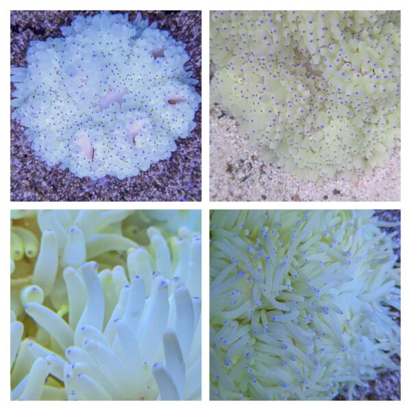 Malu Anemone (Heteractis crispa) in the aquarium